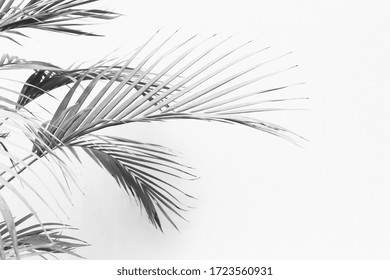 Abstract Gray Shadow Background Of Palm Leaves, Black And White Monochrome Tone 