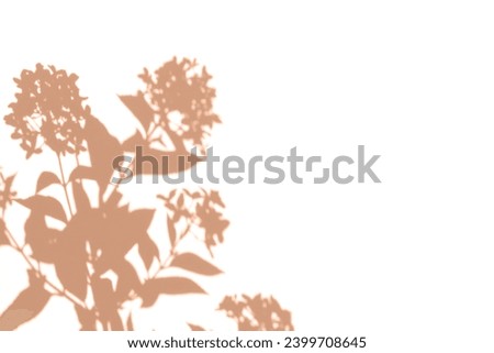 Abstract gray silhouette of tree branch. White wall background. Transparent blur shade of tropical leaves sunlight. Closeup of plant shadow motion by wind. Natural light bokeh. Trend Overlay effect 4K