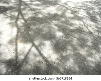 Abstract Grayscale, Natural Shadow Of Branch On The Ground Under The Big Tree Texture For Background.