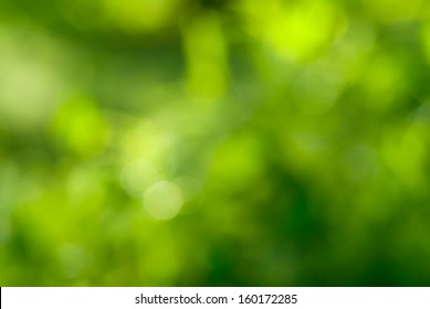 Royalty Free Forest Background Stock Images Photos Vectors