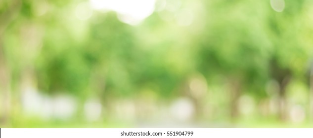 Abstract green bokeh background from trees in the park, panoramic banner - Shutterstock ID 551904799