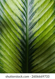 Abstract green calathea leaf pattern. Intricate veining and color variations create a unique design. Nature background, botanical texture, macro photography
