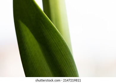 abstract green leaf detail nature and spa