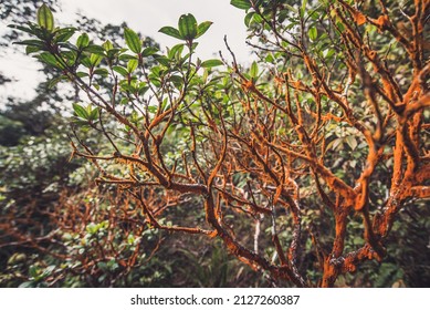 Abstract Green Leaf And Orange Fungi Texture, Nature Background, Tropical Leaf. Jurassic Forest In Southern Asia Pacific. Real Jungle In Deep Rain Forest. Biology In Plants.