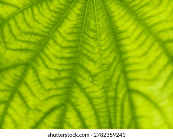 Abstract green leaf texture background with detailed reticulate veins pattern, soft focus macro