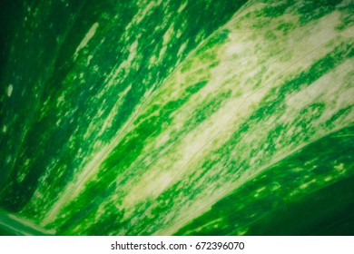 Abstract green leaf texture for background