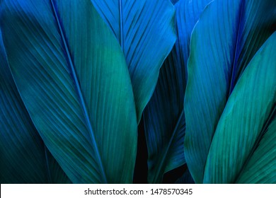 abstract green leaf texture, nature background, tropical leaf - Shutterstock ID 1478570345