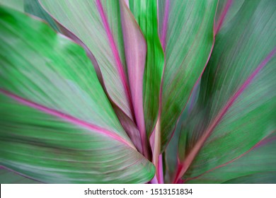 Abstract Green Leaf Texture, Nature Background