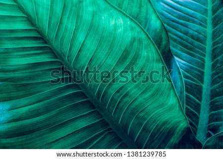 abstract green leaf texture, nature background, tropical leaf