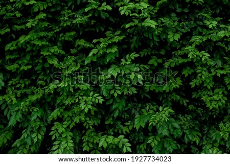 Similar – Kleine grüne Blätter in Hecke Wand Textur Hintergrund. Closeup grüne Hecke Pflanze im Garten. Eco immergrüne Hecke Wand. Natürliche Kulisse. Schönheit in der Natur. Grüne Blätter mit natürlichen Muster Tapete.