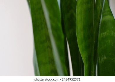 Abstract green leaf texture snake plant, tropical leaf foliage close up, dark green background. White space.