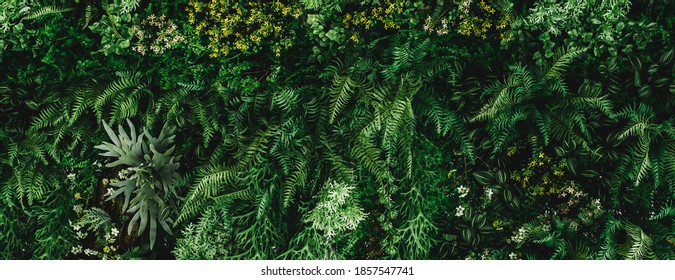 abstract green leaf texture, tropical leaf foliage nature dark green background