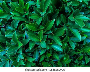 abstract green leaf texture,dark background. - Shutterstock ID 1638262900