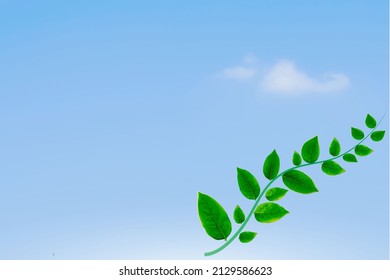 Abstract Green Leaves With Blue Sky And White Cloud Background, Freshness Wallpaper