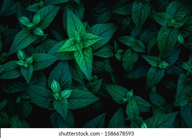 Featured image of post Cool Green Leaf Background - Thousands of stunning green backgrounds handpicked for your device hd &amp; 4k quality no attribution required free and ready for download!