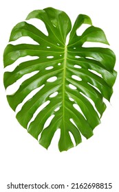 Abstract Green Monstera Or Swiss Cheese Plant Leaf Isolated On White