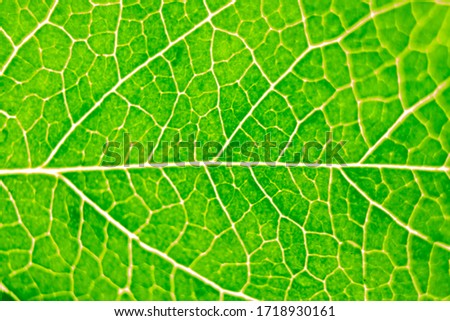 abstract green natural background, macro image of tree leaves, magnification and approximation, concept of nature and ecology, flora and botany