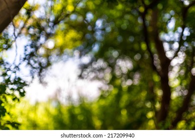 Abstract Green Nature Background With Blurry Bokeh Defocused Lights