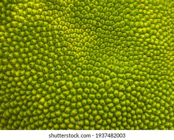 abstract green nature blur background of young jackfruit by closeup texture of spiky skin fruit of jack tree for food or graphic design