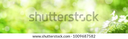 Abstract green spring panorama with small white flowers and bokeh effects for a easter decoration