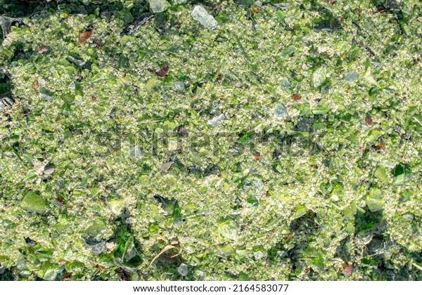 Abstract green texture broken glass\
and glass chips as a background or backdrop, top\
view
