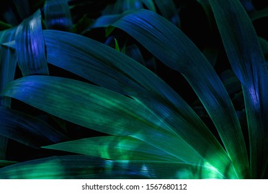 abstract green texture, nature background, tropical leaf - Shutterstock ID 1567680112