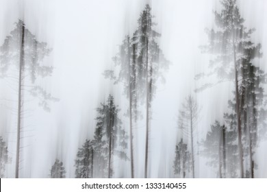 Abstract grey forest