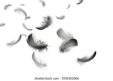 Abstract. Group of Soft and Light Black Feathers Floating in The Air. Feather Isolated on White Background.