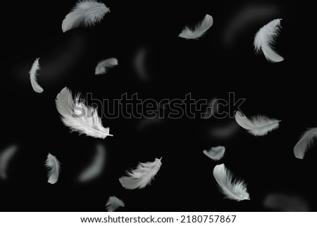 Abstract Group of White Bird Feathers Floating in The Dark. Feathers on Black Background.	