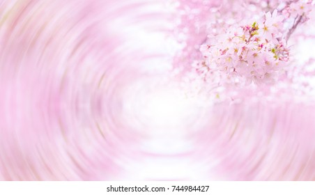 Abstract Half Of Circle Fram Of Blurred Pink Full Bloom Sakura (cherry Blossom)