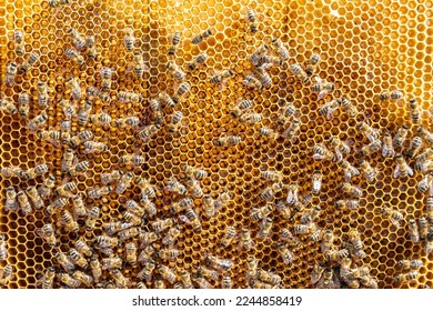 Abstract hexagon structure is honeycomb from bee hive filled with golden honey, honeycomb summer composition consisting of gooey honey from bee village, honey rural of bees honeycombs to countryside - Shutterstock ID 2244858419