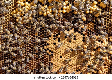 Abstract hexagon structure is honeycomb from bee hive filled with golden honey, honeycomb summer composition consisting of gooey honey from bee village, honey rural of bees honeycombs to countryside