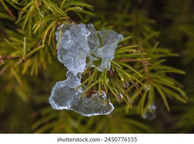 An abstract image along with waer drops on the pine needles as the snow melts. - Powered by Shutterstock