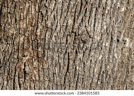 An abstract image of the cracked texture of rough tree bark. 