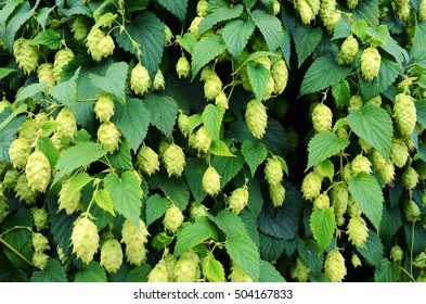 An Abstract Image Of English Hops Vines.