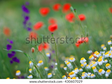 Similar – Foto Bild Mohn in Blumenwiese Natur