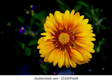 Abstract Image, Flowers At Downtown Santa Cruz, California