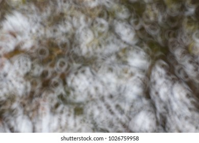 Abstract image of light between tree and natural light, bokeh, light blur and spherical image.