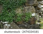 An abstract image of an old abandoned and derelict stone wall, now covered in tiny blue flowers and other green plants on the Isle of Skye, Scotland.