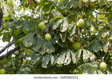 Abstract image of ripe chestnut in autumn park. Horse-chestnuts on conker tree branch - Aesculus hippocastanum fruits - Powered by Shutterstock