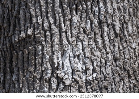 An abstract image of the rough and cracked texture of old thick tree bark. 