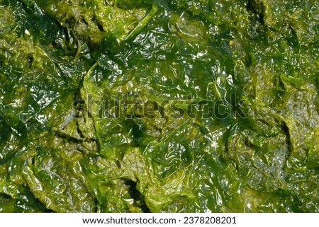 An abstract image of the shiny and slippery texture of thick green seaweed.