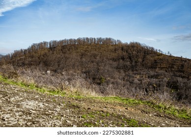 Abstract image. Slopes and mountain covered with trees without foliage. Early spring. - Shutterstock ID 2275302881