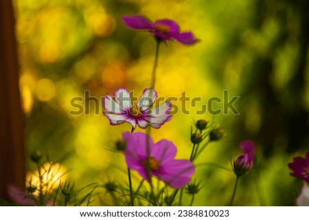 Similar – Image, Stock Photo Colorful flower mixture, meadow flowers