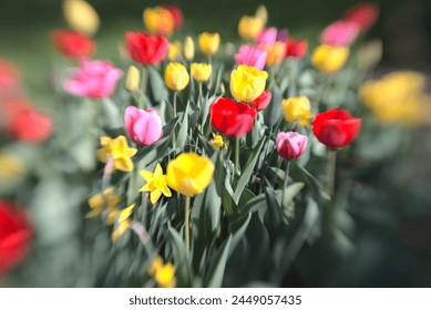 abstract image of tulips with dream like touch, creative blurr, lenbaby