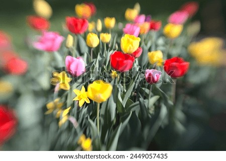 abstract image of tulips with dream like touch, creative blurr, lenbaby