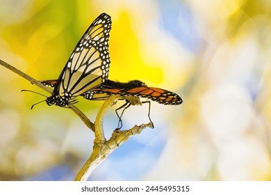 Abstract image of two monarch butterflies mating. - Powered by Shutterstock