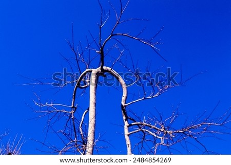 Similar – light chain Winter Tree