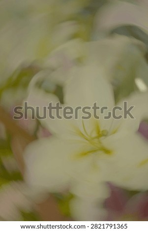 Abstract impressionistic view of a pale white lily flower with subtle yellow accents, shot with analog film