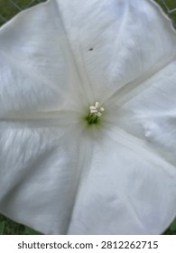 Abstract interior close-up macro view looking up into center of large white flower showing delicate petal texture and central pistil stamen detail in soft natural light botanical photography